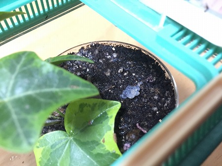 娘が飼育中のナメクジが産卵 子供の人生は子供のものだから 操るようなことはしたくない 私いろいろ失敗したので